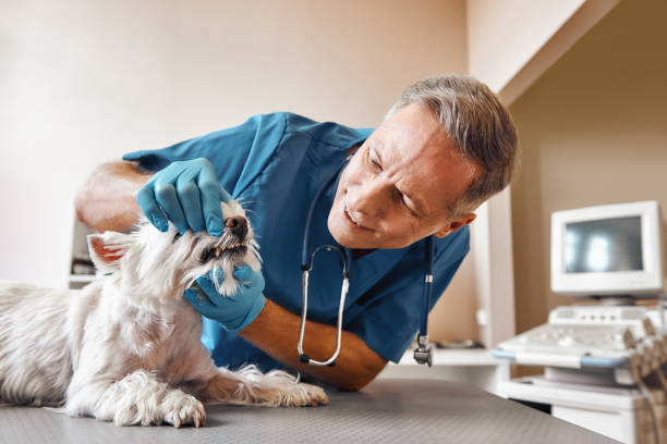 Best Emergency Root Canal Treatment in Gambier, OH